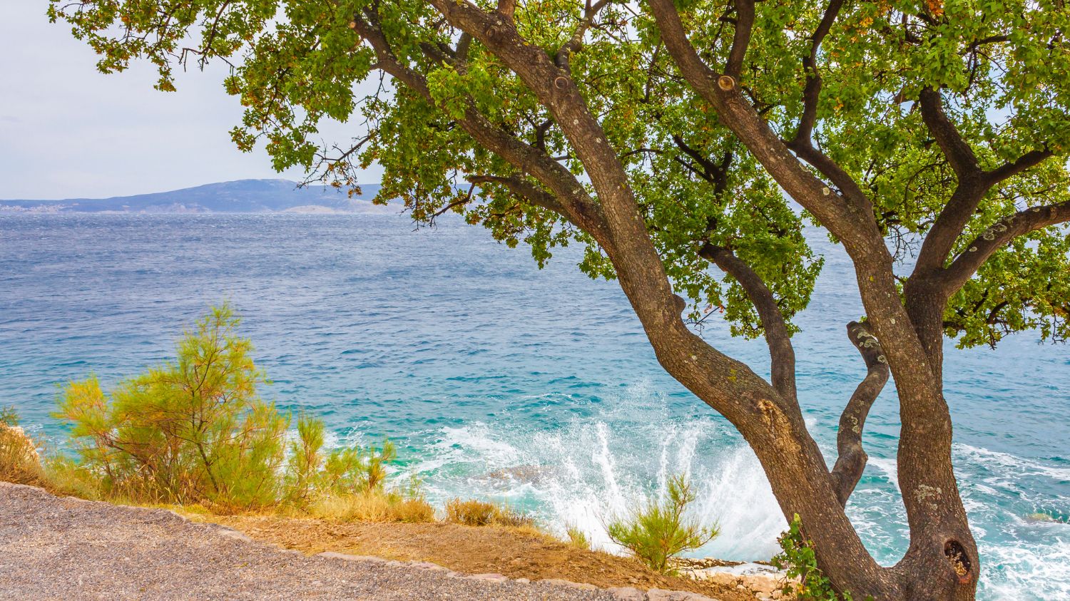 Klenovica Queen Premium 4+2