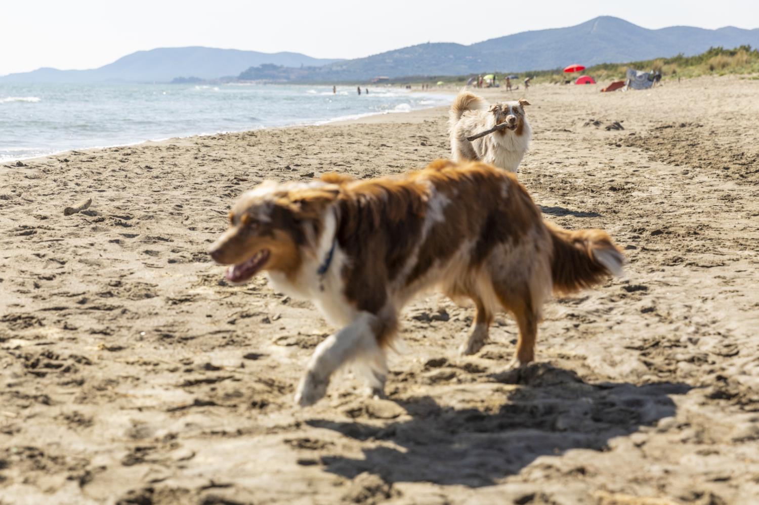 Comfort Lodge Principina