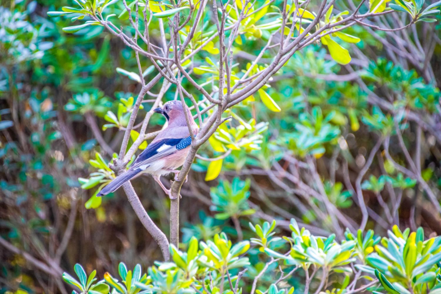 Villetta Large Morellino 6 pax