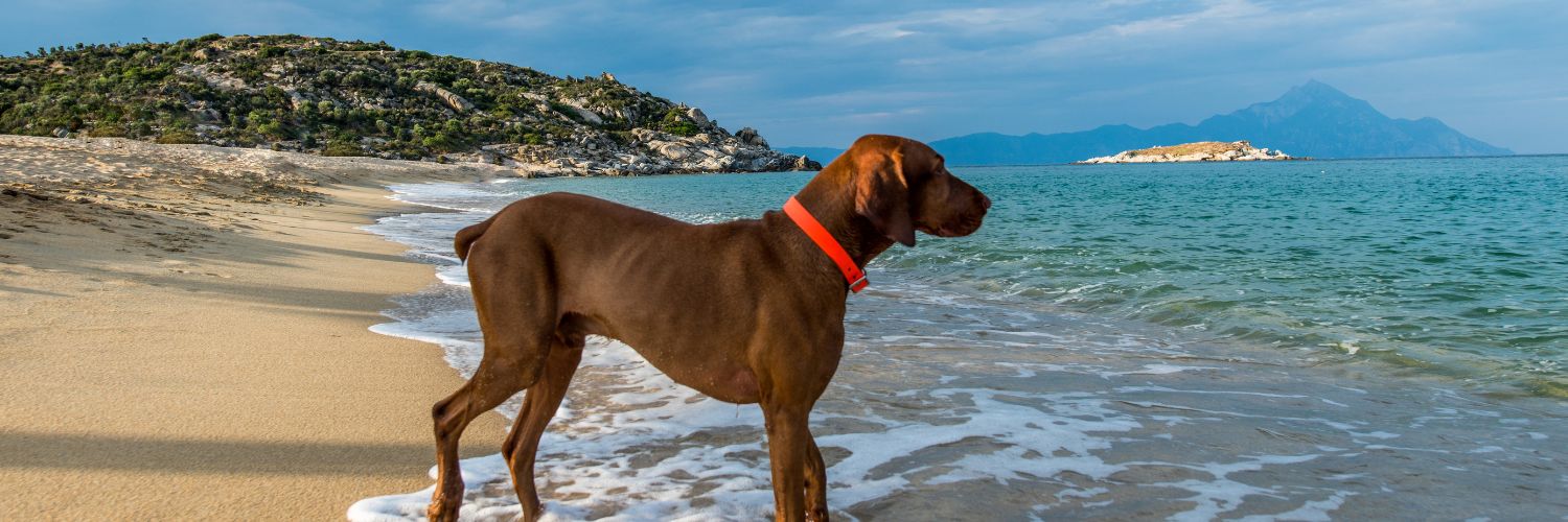 5 Hondvriendelijke Plekken in Europa om te ontdekken in het voorjaar van 2024
